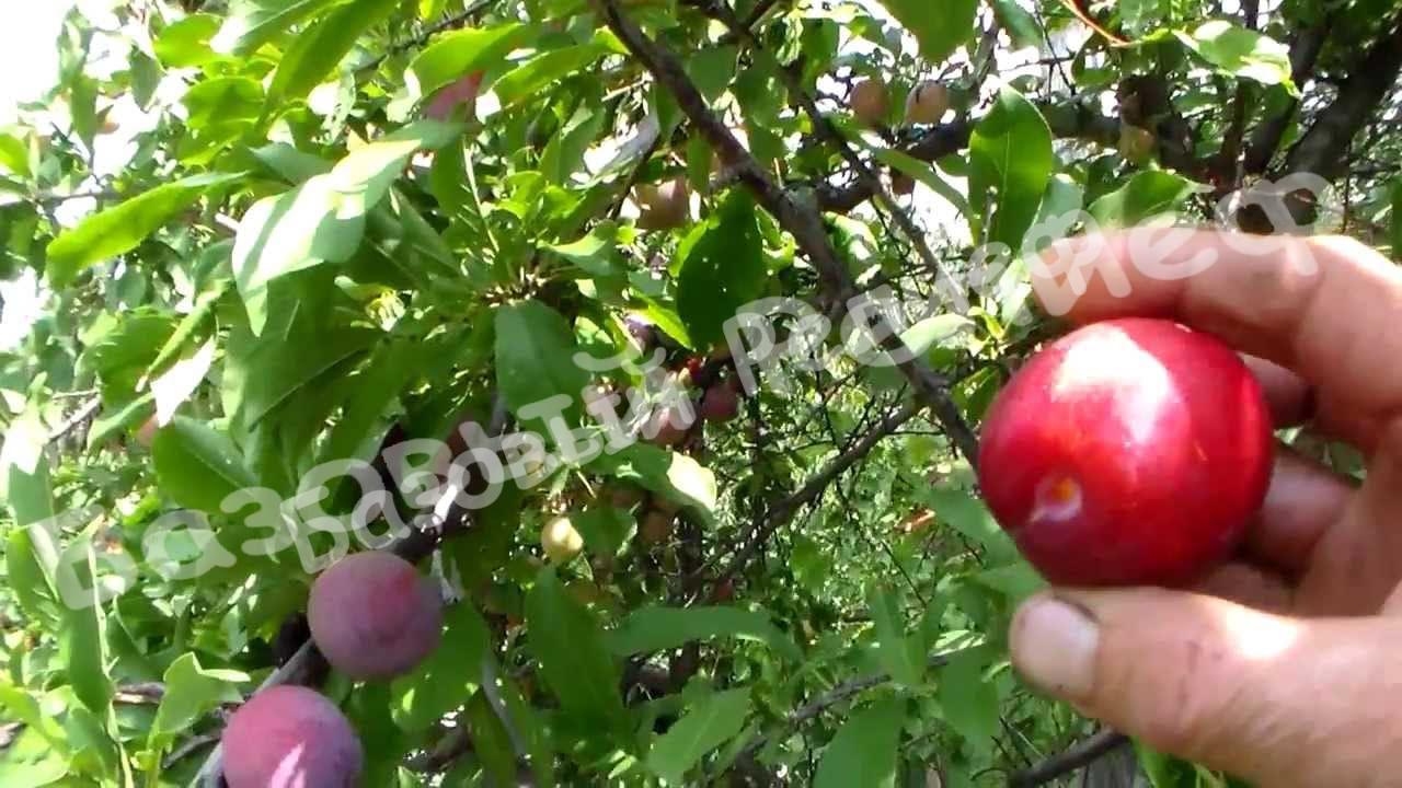 Алыча Озарк Премьер