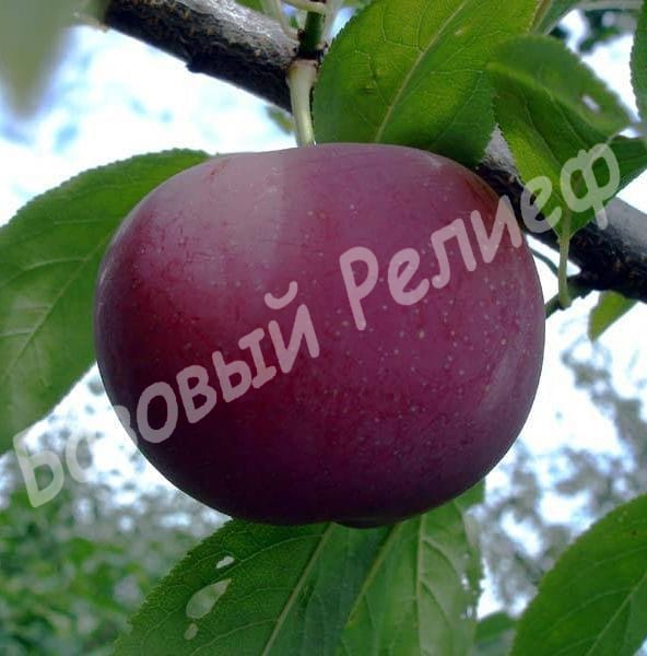 Алыча Подарок друзьям