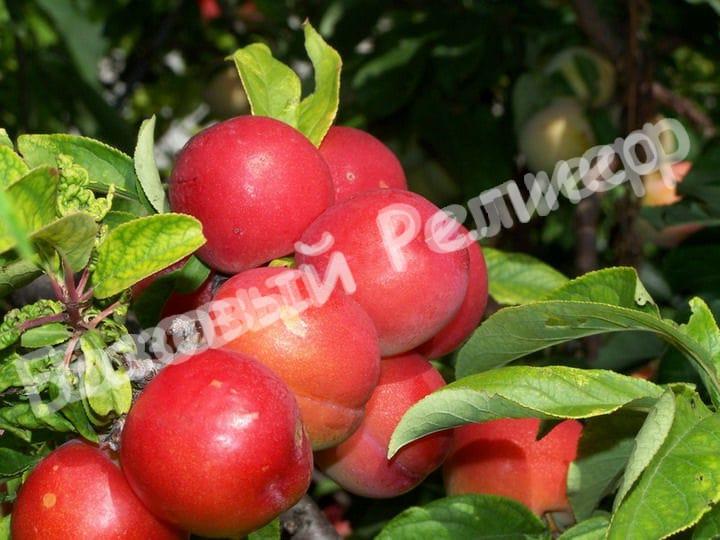 Алыча Рубиновая