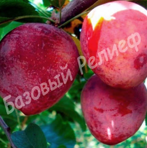 Алыча Сеянец Ракеты