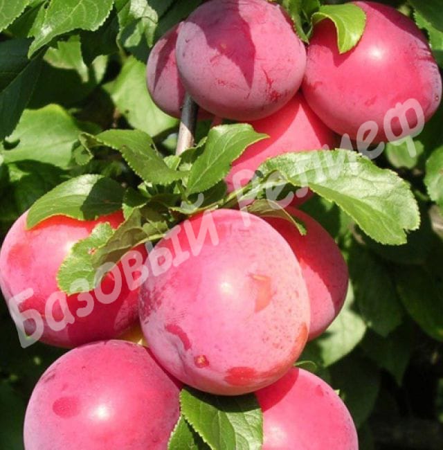 Алыча Сеянец Ракеты