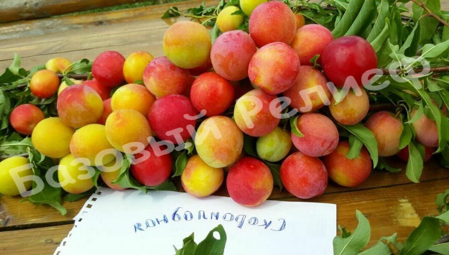 Алыча Скороплодная