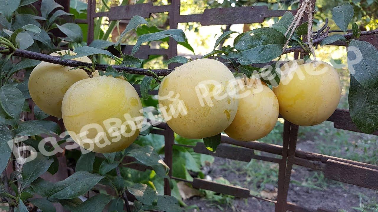 Алыча (слива) Ти Си Нан