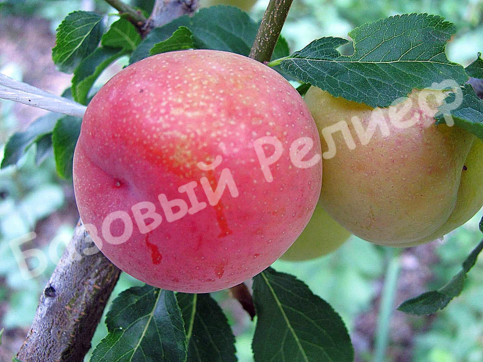 Алыча Тимирязевская