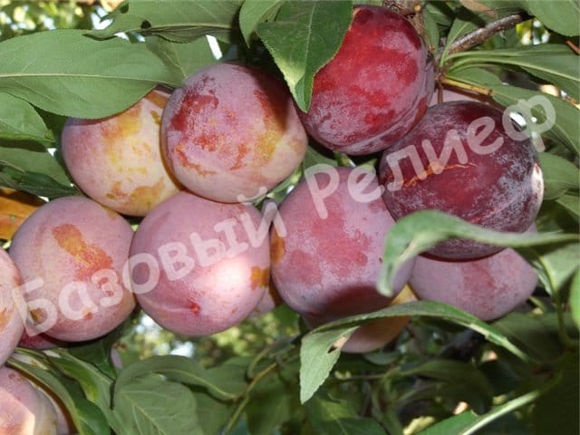 Алыча Вилора