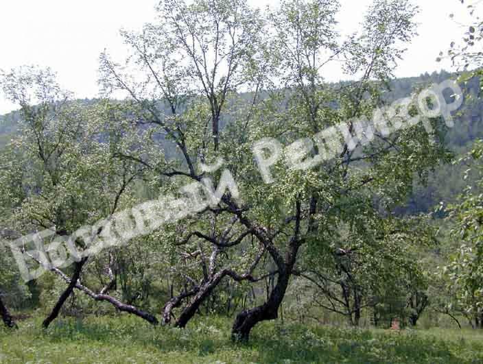 Береза Даурская