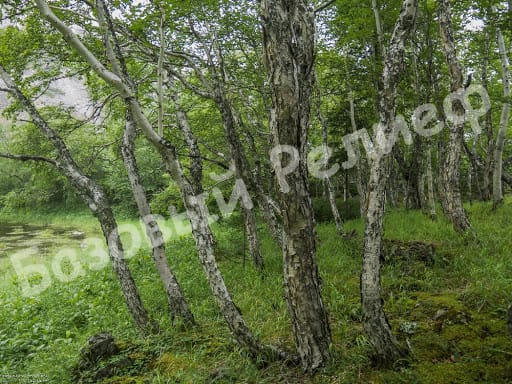 Береза Шерстистая