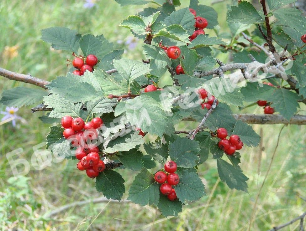 Боярышник Крупнопыльниковый