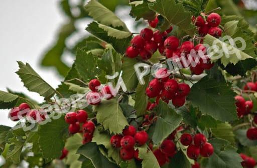 Боярышник Пауль Скарлет