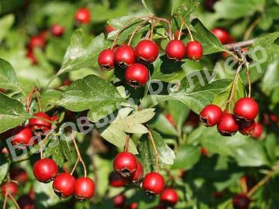 Боярышник Пауль Скарлет