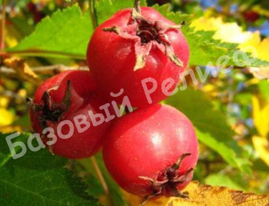 Боярышник Пол Скарлет