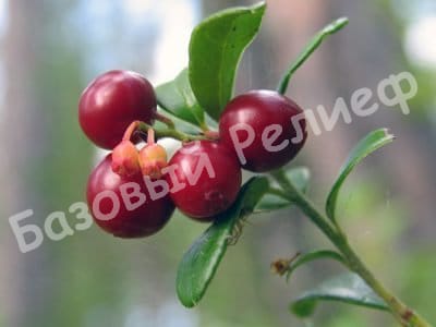 Брусника Эрнтеданк
