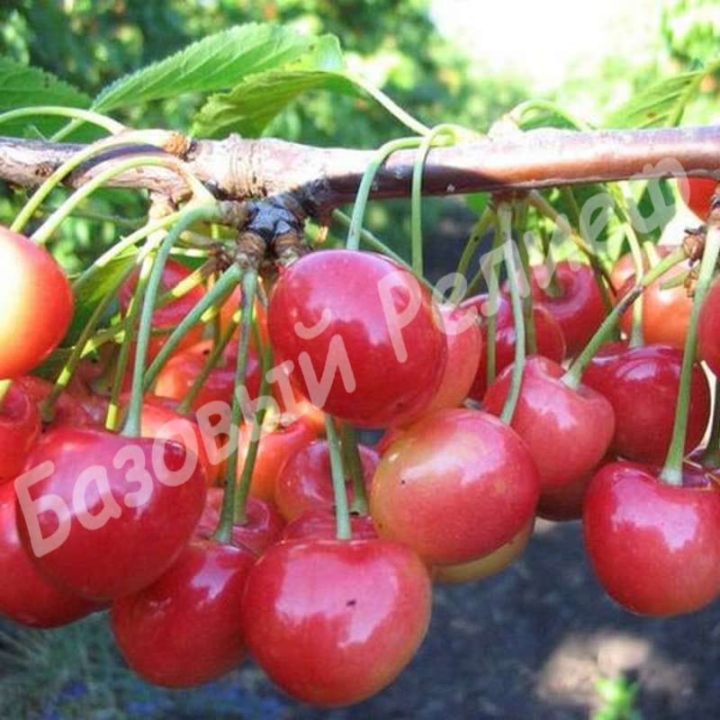 Черешня Амазонка