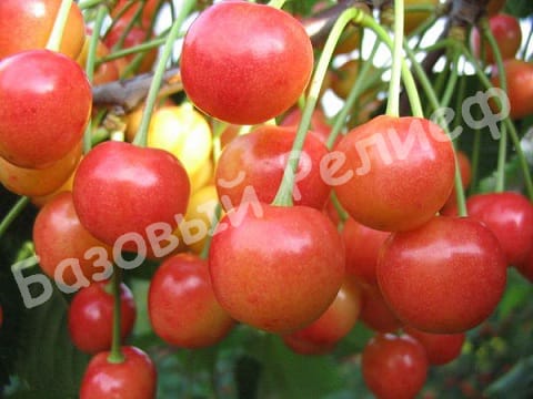 Черешня Амазонка