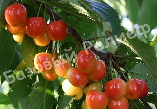 Черешня Амазонка