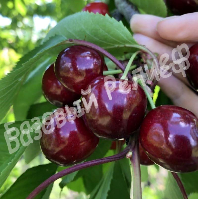 Черешня Бигарро Бурлат