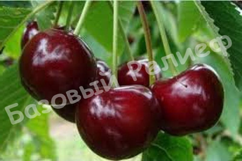Черешня Сюрприз