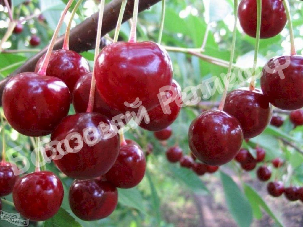 Черешня Зюбарова