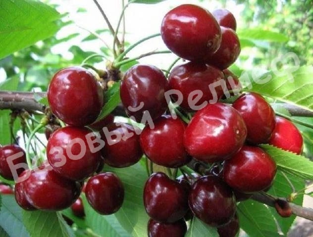 Черешня Зюбарова