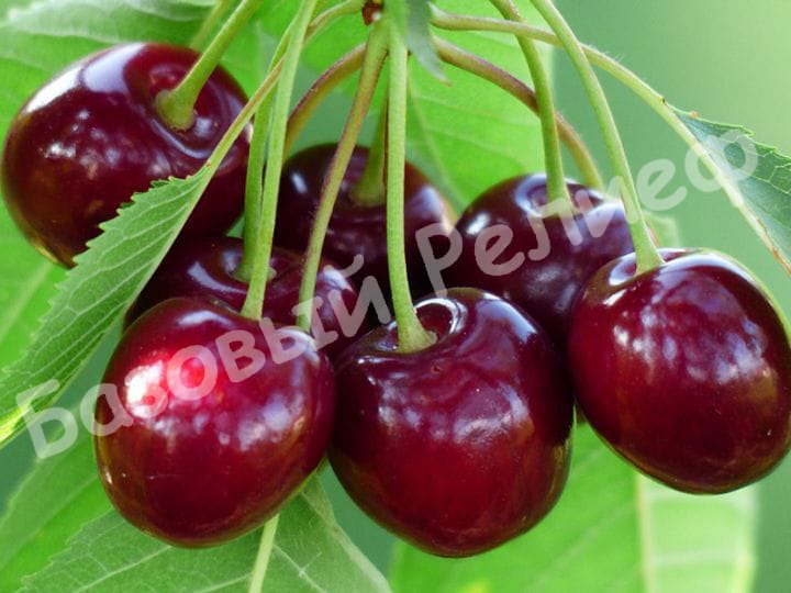 Черешня Зюбарова