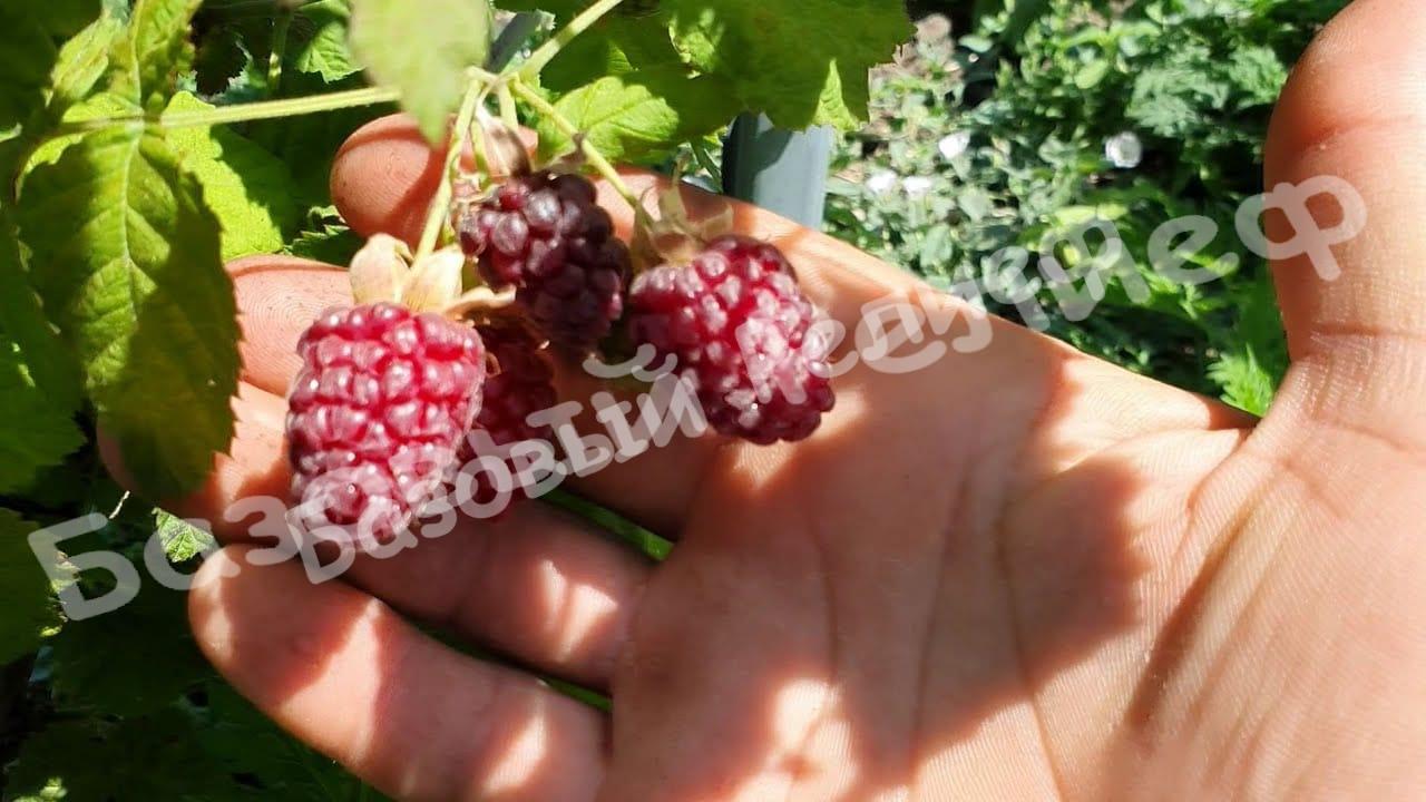 Ежемалина Бойсенберри