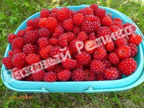 Ежемалина Ред Даймонд