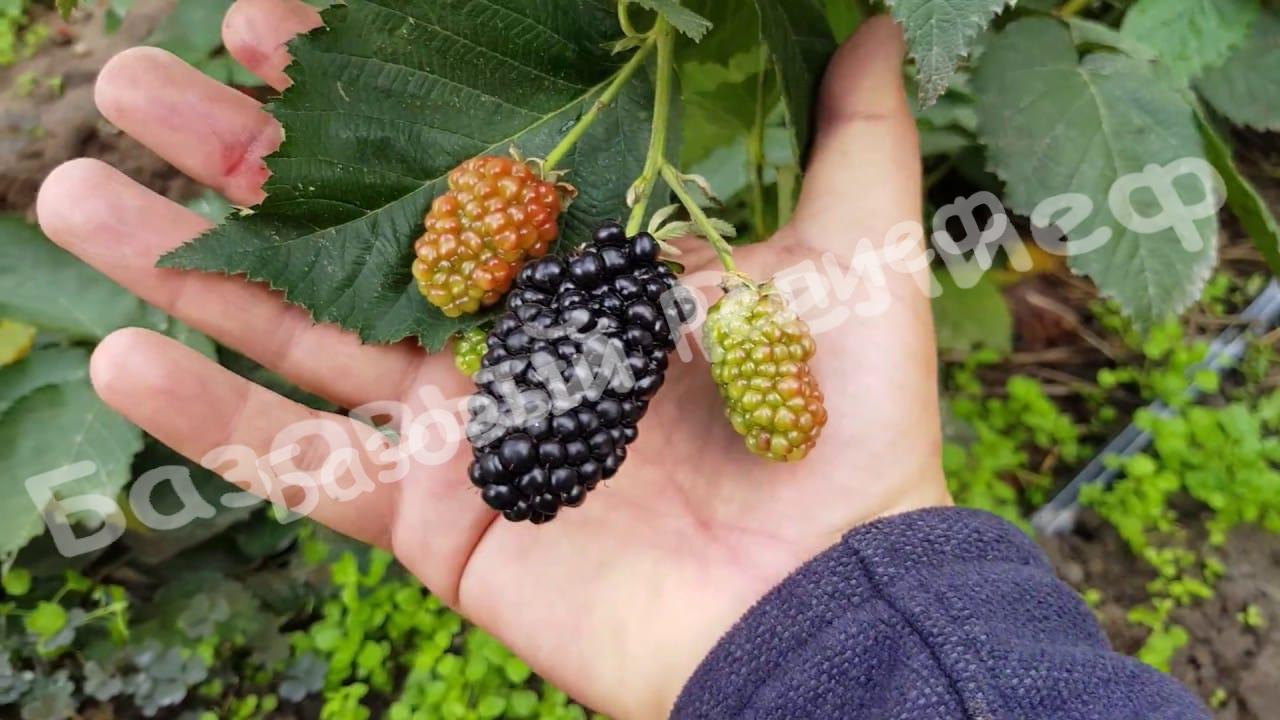 Ежевика Прайм арк фридом