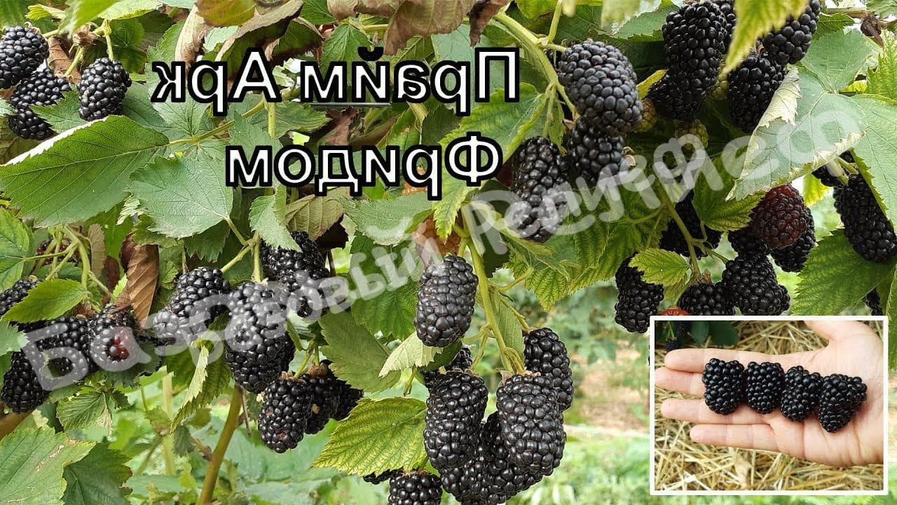 Ежевика Прайм арк фридом