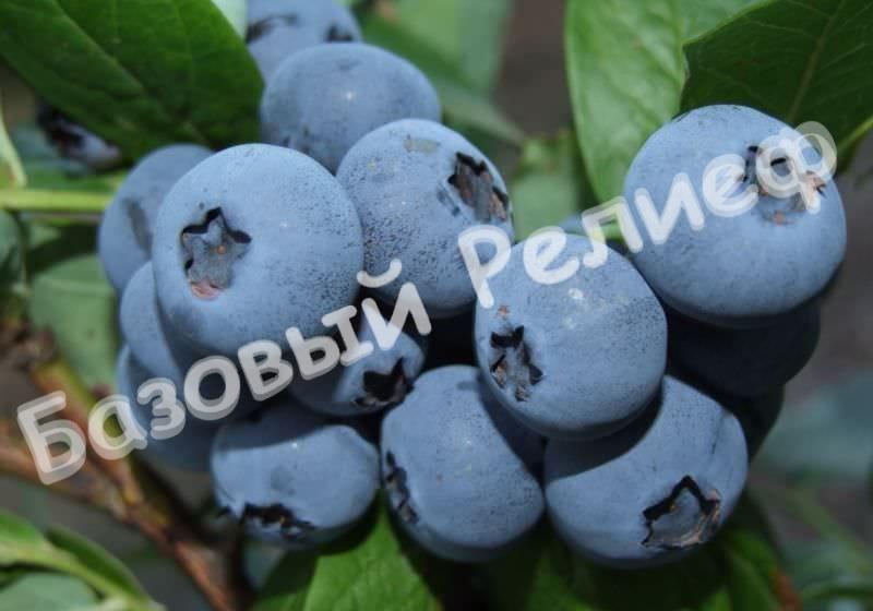 Голубика Бонус