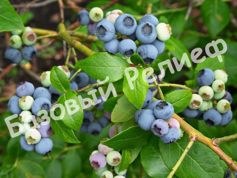 Голубика Нортланд