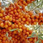 Облепиха Лейкора