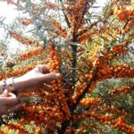 Облепиха Лейкора