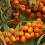 Облепиха Трофимовская
