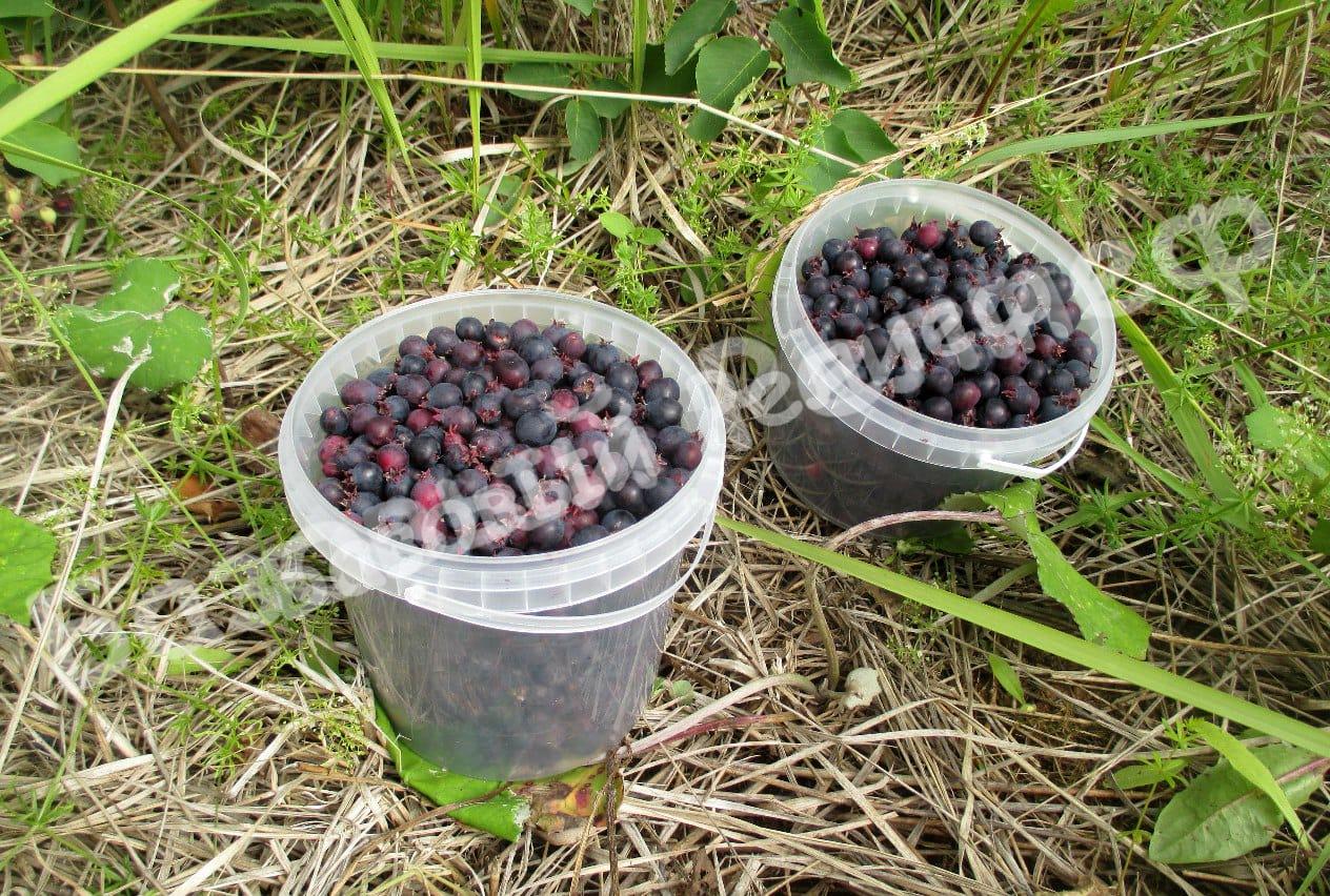 Ирга Балерина