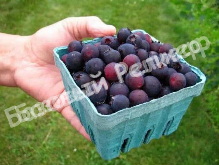 Ирга Эдельвейс