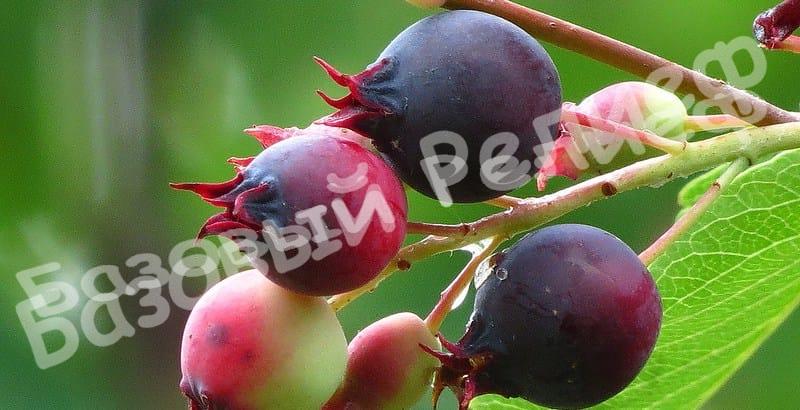 Ирга Эдельвейс