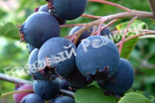 Ирга Нортлайн