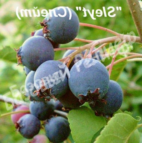 Ирга Слейт