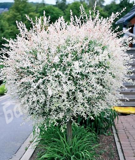 Ива Цельнолистная