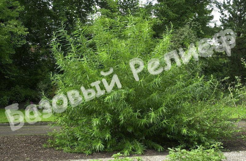 Ива Прутовидная