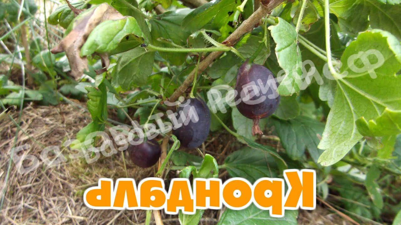 Йошта Крондаль