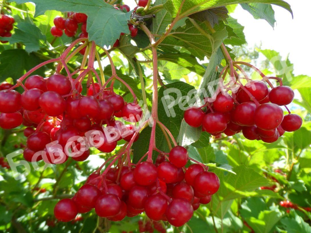 Калина Дачная