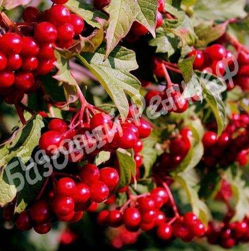 Калина Эликсир
