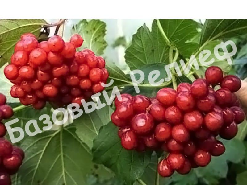 Калина Гранатовый браслет