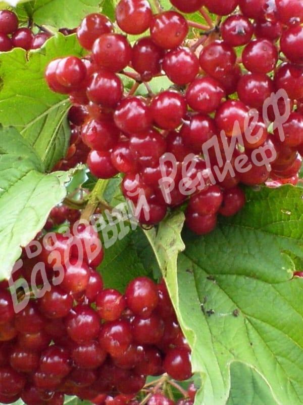 Калина Гранатовый браслет