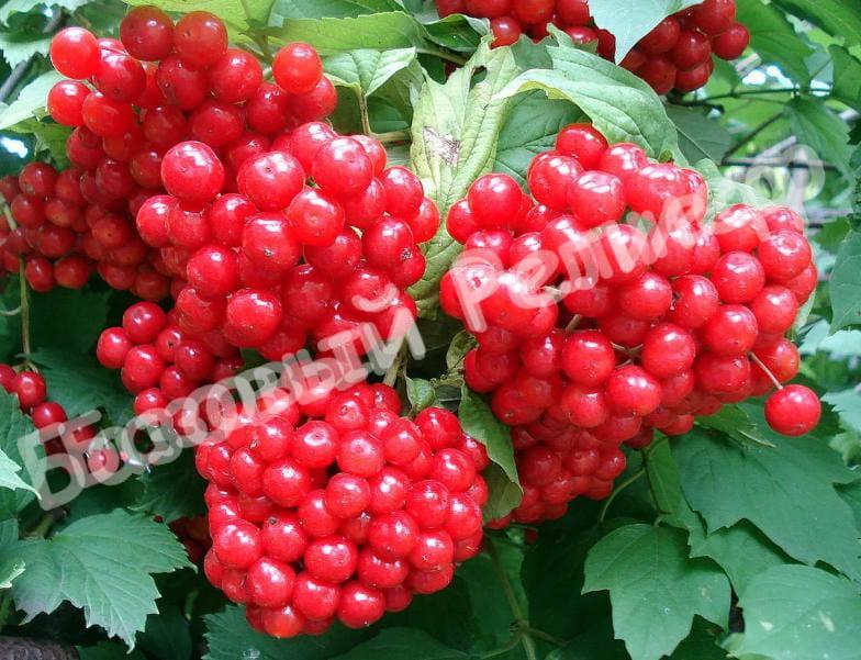 Калина Ленинградская отборная