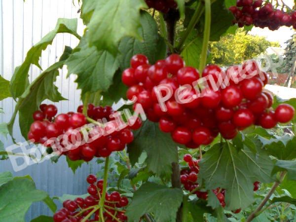 Калина Майская сладкая