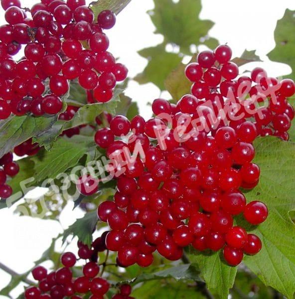 Калина Мария