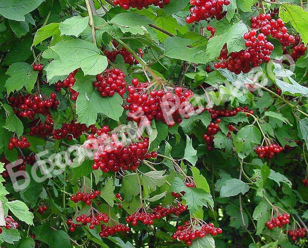 Калина Монгольская