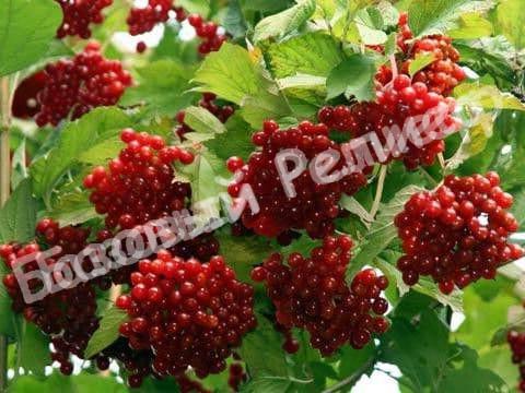 Калина Закат